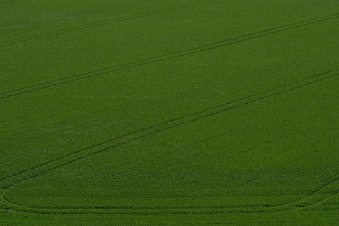 kornmark, arable, fields, smuds, veje, dyrkbar, felter, snavs veje, grøn, sommer, dæk spor, grøn farve, ingen mennesker, blad, baggrunde, natur, tæt på, fuld ramme, tekstureret, dag, græs, plante, kabel, udendørs, plante del, jord, skønhed i naturen, miljø, elektricitet, mønster, lav vinkel visning, farvet baggrund, Strømforsyning, 2K, CC0, offentligt domæne, royaltyfrie