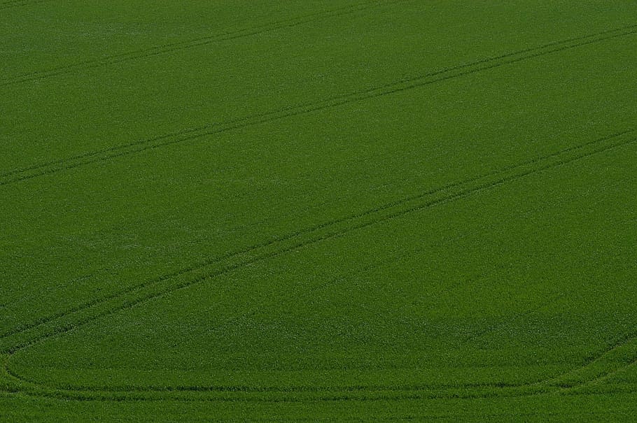 kornmark, arable, fields, smuds, veje, dyrkbar, felter, snavs veje, grøn, sommer, dæk spor, grøn farve, ingen mennesker, blad, baggrunde, natur, tæt på, fuld ramme, tekstureret, dag, græs, plante, kabel, udendørs, plante del, jord, skønhed i naturen, miljø, elektricitet, mønster, lav vinkel visning, farvet baggrund, Strømforsyning, 2K