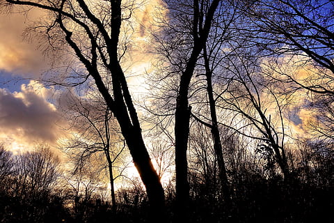 silhouette, withered, tree, cloud formation, bare tree, branch, leafless, winter tree, skeletal tree, contour, sky, dramatic skies, clouds, apocalyptic, plant, sunset, cloud - sky, beauty in nature, tranquility, no people, nature, scenics - nature, tranquil scene, forest, low angle view, outdoors, non-urban scene, land, trunk, 4K, CC0, public domain, royalty free