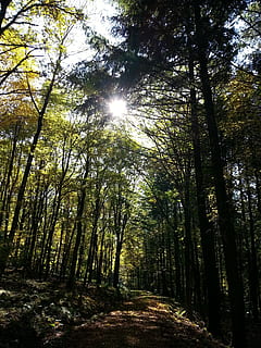 foresta, albero, sole, camminare, boschi, natura, verde, paesaggio, foglia, ramo, ambiente, le foglie, luce del sole, soleggiato, alberi forestali, all'aperto, pianta, rurale, scena, terra, la tranquillità, bosco, tronco d'albero, bellezza nella natura, tronco, giorno, crescita, scenics - natura, scena tranquilla, nessuno, cielo, scena non urbana, raggio di sole, riflesso lente, luminosa, streaming, 2K, CC0, dominio pubblico, privo di copyright