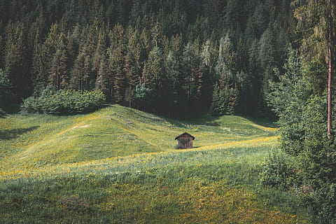 grønt græsfelt, Brun, hus, midten, græsfelt, glat, ren, enkel, sommer, dag, tone, græs, Skov, træ, hd tapet, natur, tapet, ødemark, grøn, kabine, plante, jord, skønhed i naturen, vækst, grøn farve, rolig scene, scenics - natur, ro, rigtige mennesker, Mark, ikke-urbane scene, et dyr, miljø, landskab, pattedyr, udendørs, 5K, CC0, offentligt domæne, royaltyfrie