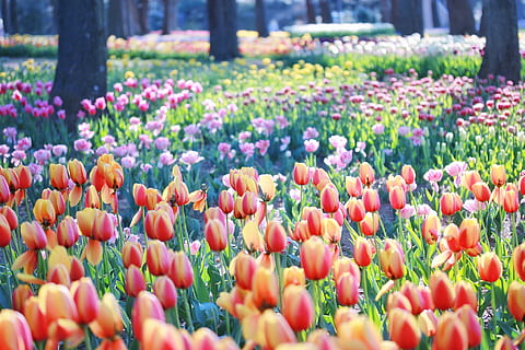 rojo y amarillo, campo de tulipanes, tiempo de día, rojo, amarillo, tulipán, campo, naturaleza, flor, primavera, planta, cama de flores, multi color, belleza en la naturaleza, al aire libre, color rosa, color verde, cabeza de flor, verano, temporada, Países Bajos, jardín formal, parque - espacio hecho por el hombre, hoja, frescura, color vibrante, colores, nadie, púrpura, planta floreciendo, vulnerabilidad, crecimiento, fragilidad, enfoque selectivo, de cerca, inflorescencia, día, jardín, abundancia, botánica, 1080P, CC0, dominio público, libre de derechos