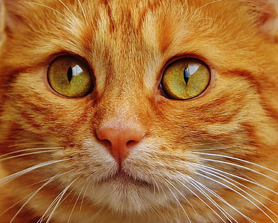macro shot, orange, tabby, cat, red, cute, mackerel, tiger, sweet, cuddly, animal, domestic cat, fur, animal world, pet, adidas, cat face, young cat, playful, red mackerel tabby, kitten, red cat, cat's eyes, animal themes, feline, pets, domestic, mammal, one animal, domestic animals, whisker, close-up, animal body part, eye, animal head, vertebrate, portrait, animal eye, no people, looking at camera, ginger cat, animal mouth, snout, 1080P, CC0, public domain, royalty free