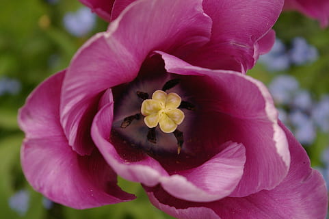 lalea, timbru, primăvară, închide, floare, inflori, a inflori, Violet, natură, plantă, boboci de flori, gradina cu flori, inflorescenţă, planta de gradina, semne de primăvară, frühlingsblüher, tulpenbluete, floare mov, grădină, flori de primăvară, planta cu flori, petală, fragilitate, prospeţime, frumusețe în natură, vulnerabilitate, a închide, cap de floare, culoarea roz, creştere, să se concentreze asupra primelor elemente, polen, zi, în aer liber, selectiv, moliciune, 2K, CC0, domeniu public, fără drepturi de autor