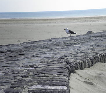 Normandie, Strand, Möwe, Normandie, Strand, ein Tier, Vogel, Tiere in freier Wildbahn, Tierwelt, Meer, Tierthemen, Wasser, Wirbeltier, Horizont über Wasser, Tier, Horizont, Himmel, Land, Schönheit in der Natur, Szenen - Natur, Tag, Natur, keine Leute, Beton, 2K, CC0, gemeinfrei, lizenzfrei
