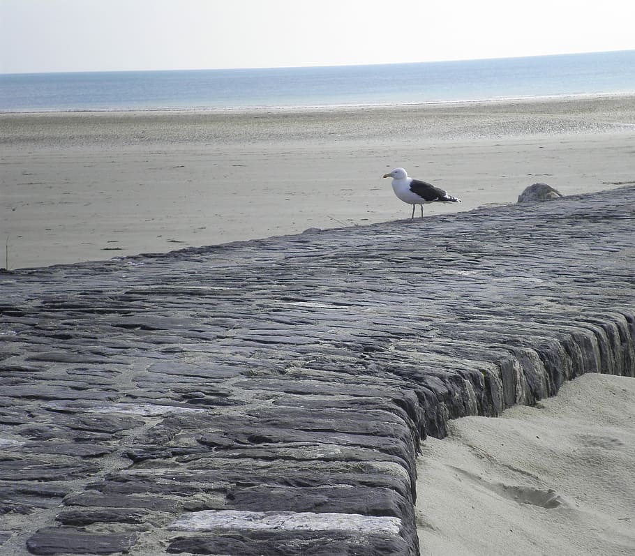 Normandie, Strand, Möwe, Normandie, Strand, ein Tier, Vogel, Tiere in freier Wildbahn, Tierwelt, Meer, Tierthemen, Wasser, Wirbeltier, Horizont über Wasser, Tier, Horizont, Himmel, Land, Schönheit in der Natur, Szenen - Natur, Tag, Natur, keine Leute, Beton, 2K