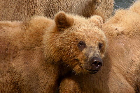 detailní fotografie, hnědý, mládě, medvěd, kodiak bear, dravec, zvíře, medvědi, medvídě, detail, volně žijících živočichů, savců, zvířat, savec, zvířata ve volné přírodě, jednoho zvířete, část těla zvířete, nikdo, zvířecí hlavy, lov zvířat, přežití, zvířecí chlupy, lov, obratlovců, portrét, vlasy, agrese, čenich, 5K, CC0, veřejná doména, bez autorských práv