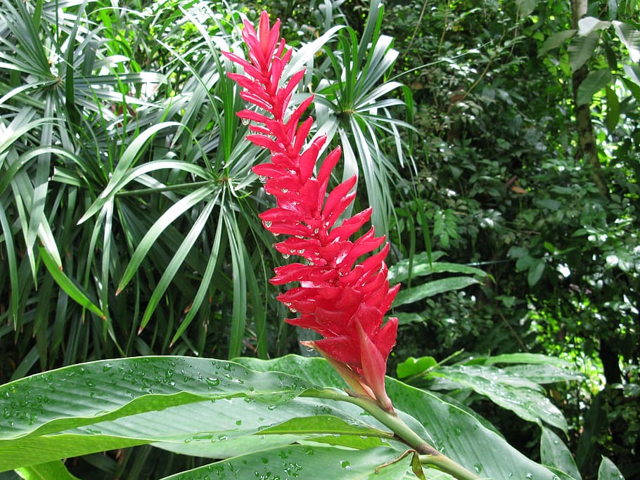 gingebre, vermell, torxa, flor, tropical, planta, florir, floral, botànic, naturalesa, full, creixement, part de la planta, bellesa a la natura, color verd, frescor, planta amb flors, primer pla, vulnerabilitat, fragilitat, cap gent, dia, a l'aire lliure, botànica, pètal, centrar-se en primer pla, 2K