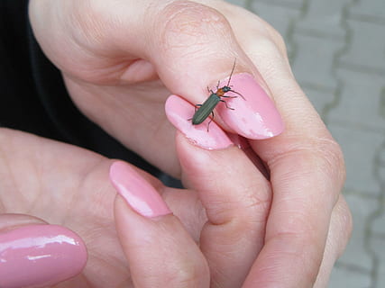 Fehler, Hand, Nägel, Rosa, menschliche Hand, menschliches Körperteil, menschlicher Finger, Finger, halten, Nahansicht, pinke Farbe, eine Person, Körperteil, ein Tier, nicht erkennbare Person, wirbellos, Tierwelt, Tag, Fokus auf den Vordergrund, Tiere in freier Wildbahn, klein, 5K, CC0, gemeinfrei, lizenzfrei