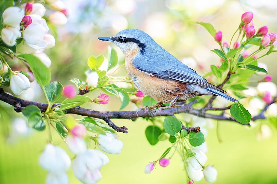 gris, marrón, pájaro, rama de un árbol de flores, pájaro blanco, rama, árbol, pájaro de primavera, primavera, azul, árbol en flor, naturaleza, vistoso, animal, fauna silvestre, imagen en color, al aire libre, posado, un animal, teta, belleza en la naturaleza, observación de aves, color verde, temas de animales, animales en la naturaleza, fauna animal, planta, vertebrado, flor, planta floreciendo, de cerca, nadie, día, enfoque selectivo, crecimiento, cabeza de flor, 4K