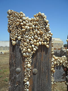småstein, treplanke, snegler, sneglskjell, shell, plage, sneglpest, gjerde, tre gjerde, bosetting, natur, ingen folk, nærbilde, dag, tre - materiale, himmel, mat, fokusere på forgrunnen, mat og Drikke, klar himmel, anlegg, overflod, land, sollys, utendørs, skjønnhet i naturen, jordbruk, ro, stor gruppe gjenstander, grønnsak, 4K, CC0, offentlig domene, opphavsrett gratis