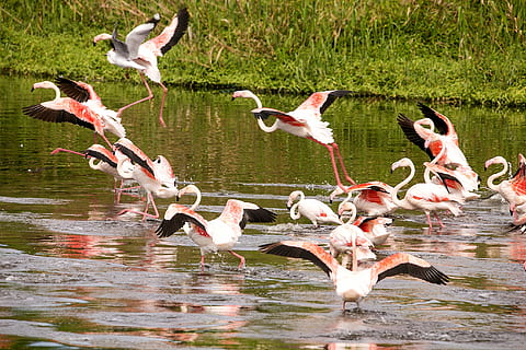 flammend, Vogel, Flug, Flügel, fliegen, Feder, Tier, Tierthemen, Tierwelt, Wirbeltier, Tiere in freier Wildbahn, Gruppe von Tieren, große Gruppe von Tieren, Wasser, See, keine Leute, Natur, Tag, Vogelschwarm, Schönheit in der Natur, Flamingo, draußen, fliegend, die Flügel ausbreiten, 2K, CC0, gemeinfrei, lizenzfrei