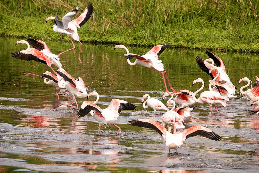 flammend, Vogel, Flug, Flügel, fliegen, Feder, Tier, Tierthemen, Tierwelt, Wirbeltier, Tiere in freier Wildbahn, Gruppe von Tieren, große Gruppe von Tieren, Wasser, See, keine Leute, Natur, Tag, Vogelschwarm, Schönheit in der Natur, Flamingo, draußen, fliegend, die Flügel ausbreiten, 2K