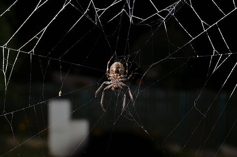 aranya, insecte, teranyina, naturalesa, animal, aràcnids, fantasmal, primer pla, fragilitat, temes d'animals, un animal, invertebrat, artròpode, fauna animal, vulnerabilitat, animals a la natura, centrar-se en primer pla, cap gent, fons negre, complexitat, a l'aire lliure, web, 4K, CC0, domini públic, lliure de regalies