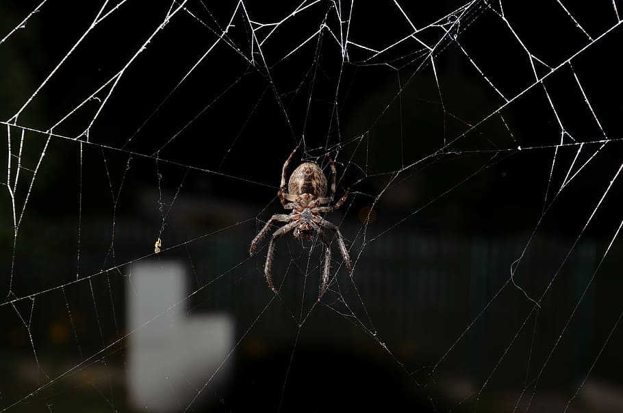 aranya, insecte, teranyina, naturalesa, animal, aràcnids, fantasmal, primer pla, fragilitat, temes d'animals, un animal, invertebrat, artròpode, fauna animal, vulnerabilitat, animals a la natura, centrar-se en primer pla, cap gent, fons negre, complexitat, a l'aire lliure, web, 4K