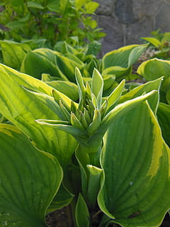 funkia, hosta, pučící, trvalky, dvoubarevné, zahrada, trvalka, rostlin, zelená, bílý, žlutá, detail, zelená barva, rostlinné části, list, růst, rostlina, krása v přírodě, nikdo, den, Příroda, svěžest, zaměřit se na popředí, jídlo, jídlo a pití, zeleniny, venku, vysoký úhel pohledu, Zdravé stravování, slunečního světla, blahobyt, 4K, CC0, veřejná doména, bez autorských práv