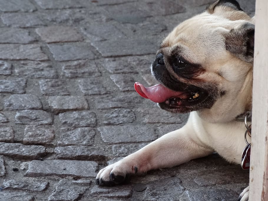cane, linguaggio, museruole, un animale, temi animali, animale, mammifero, domestico, animali domestici, canino, vertebrato, espressione facciale, bocca aperta, bocca, sporgendo la lingua, sentiero, nessuno, giorno, avvicinamento, parte del corpo animale, lingua animale, testa di animale, piccolo, bocca animale, 2K