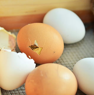 ou de pui maro, ou, eggshell, trapă, pui, găină, oua de pui, coajă, alimente, mancare si bautura, mâncat sănătos, prospeţime, bunăstare, a închide, mancare cruda, nici o persoana, animal, în interior, animale tematice, ou animal, natură moartă, vulnerabilitate, selectiv, fragilitate, grup de obiecte, pasăre, 2K, CC0, domeniu public, fără drepturi de autor