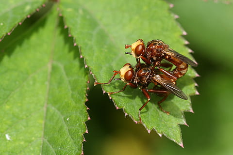 flyve, sicus ferruginous, kobling, hvirvelløse, insekt, dyre temaer, dyr, dyreliv, dyr i naturen, plante del, et dyr, blad, grøn farve, tæt på, plante, natur, ingen mennesker, dag, fokus på forgrunden, vækst, udendørs, selektiv fokusering, 2K, CC0, offentligt domæne, royaltyfrie