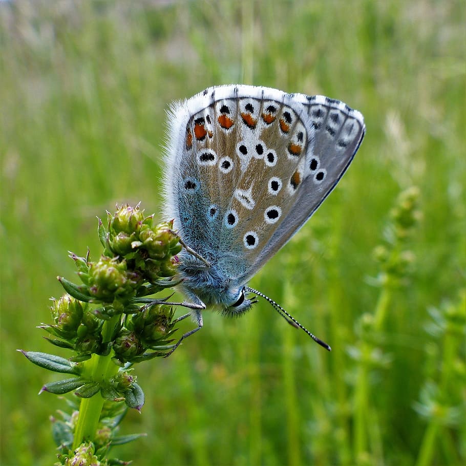 papallona, naturalesa, insecte, estiu, fauna, ala, farratge, flor, planta, creixement, bellesa a la natura, centrar-se en primer pla, color verd, invertebrat, herba, primer pla, dia, cap gent, ala dels animals, a l'aire lliure, animal, papallona - insecte, temes d'animals, fauna animal, tija de la planta, 2K