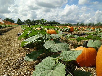 græskar, patch, græskar patch, himmel, græskar, lappe, blade, efterår, falde tid, efterårstid, halloween, taksigelse, bedste tidspunkt på året, familie, sjovt, festival, landbrug, landlige scene, Mark, gård, afgrøde, sky - himmel, plante, natur, landskab, vækst, jord, skønhed i naturen, mad, ingen mennesker, dag, miljø, grøntsag, plante del, mad og drikke, udendørs, 4K, CC0, offentligt domæne, royaltyfrie