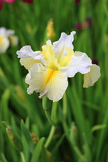 iris, have, forår, blomstrende plante, blomst, sårbarhed, skrøbelighed, plante, friskhed, skønhed i naturen, kronblad, vækst, tæt på, blomsterstand, blomsterhoved, gul, dag, natur, fokus på forgrunden, ingen mennesker, hvid farve, grøn farve, udendørs, iris - plante, 5K, CC0, offentligt domæne, royaltyfrie