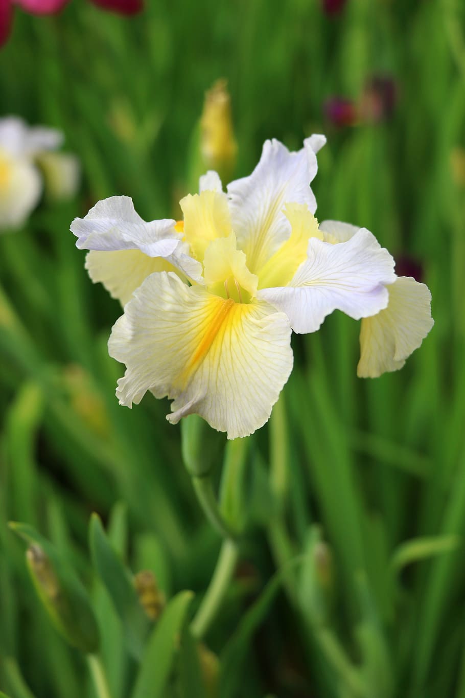 iris, jardí, primavera, planta amb flors, flor, vulnerabilitat, fragilitat, planta, frescor, bellesa a la natura, pètal, creixement, primer pla, inflorescència, cap de flor, groc, dia, naturalesa, centrar-se en primer pla, cap gent, Color blanc, color verd, a l'aire lliure, iris - planta, 5K