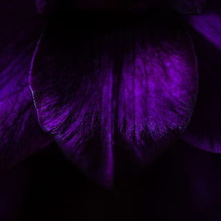 oscuro, noche, Violeta, árbol, bosque, púrpura, frescura, de cerca, flor, planta floreciendo, fragilidad, vulnerabilidad, belleza en la naturaleza, planta, pétalo, nadie, naturaleza, crecimiento, magenta, inflorescencia, cabeza de flor, vegetal, foto de estudio, primer plano extremo, 2K, CC0, dominio público, libre de derechos