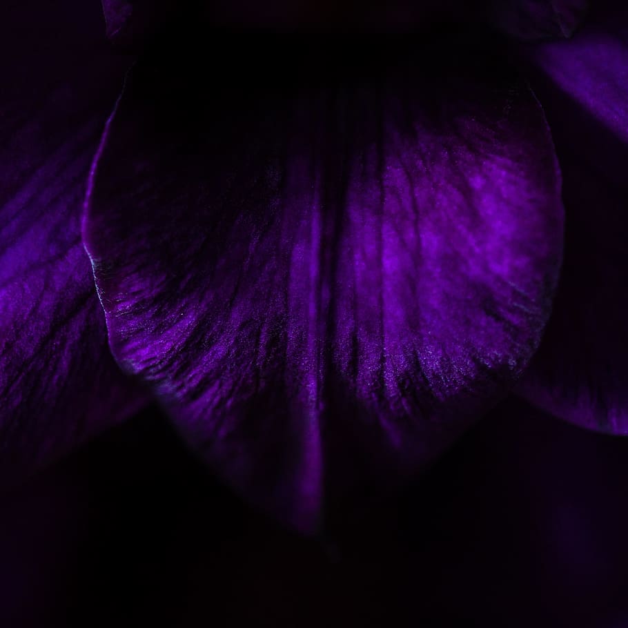 fosc, nit, violeta, arbre, boscos, bosc, porpra, frescor, primer pla, flor, planta amb flors, fragilitat, vulnerabilitat, bellesa a la natura, planta, pètal, cap gent, naturalesa, creixement, magenta, inflorescència, cap de flor, vegetals, tir de l'estudi, primer pla extrem, 2K