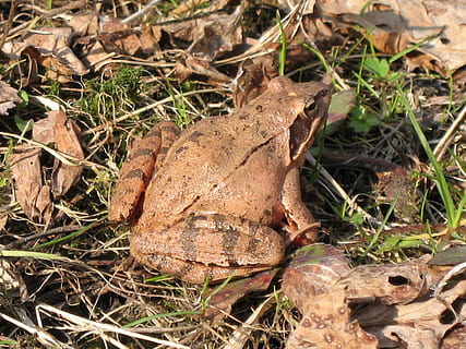 toad, ground toad, frog, brown, macro, biology, fauna, reptile, nature, foto, leaf, field, land, plant part, plant, dry, day, no people, close-up, high angle view, grass, outdoors, sunlight, animal, animal wildlife, amphibian, animal themes, animals in the wild, leaves, dried, 2K, CC0, public domain, royalty free