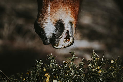 braun, Tier, Essen, Gras, Nahansicht, Fotografie, Tier frisst Gras, ein Tier, Säugetier, Tierthemen, Tierkörperteil, Haustiere, inländisch, Vieh, Tierkopf, Tierwelt, Wirbeltier, keine Leute, Fokus auf den Vordergrund, Pferd, Natur, Tag, Feld, draußen, Tiermund, pflanzenfressend, Tierbein, tierische Nase, Tierauge, 4K, CC0, gemeinfrei, lizenzfrei
