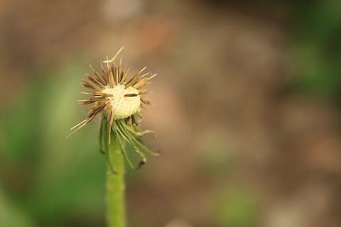 dent de lleó, buit, globus, llavor, plantes, primavera, flor, planta amb flors, planta, bellesa a la natura, fragilitat, frescor, primer pla, vulnerabilitat, creixement, centrar-se en primer pla, naturalesa, cap gent, dia, enfocament selectiu, cap de flor, inflorescència, tija de la planta, a l'aire lliure, color verd, sepal, llavor de dent de lleó, 4K, CC0, domini públic, lliure de regalies