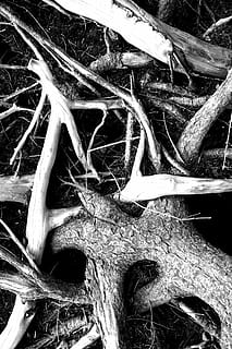 Wurzel, Schwarz-Weiss, weiß, wald, Baum, Wald, Baum Bäume, szenisch, Schwarzweiss-Foto, Holz, Tierischen Schädel, Tierknochen, Vollbild, Geweih, Nahansicht, Pflanze, Natur, keine Leute, Tag, Land, Pflanzenteil, Wachstum, draußen, Feld, Knochen, Holz - Material, Schönheit in der Natur, Ruhe, Komplexität, verheddert, 1080P, CC0, gemeinfrei, lizenzfrei
