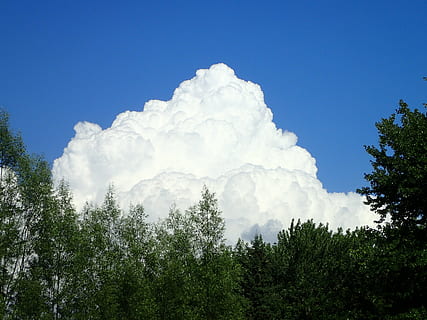 Sky, himmel, skyhimmel, natur, stor, hvid, kæmpe stor, træ, plante, sky - himmel, skønhed i naturen, vækst, ro, lav vinkel visning, dag, scenics - natur, rolig scene, ingen mennesker, hvid farve, udendørs, ikke-urbane scene, idyllisk, grøn farve, blå, Skov, trætop, nåletræ, 4K, CC0, offentligt domæne, royaltyfrie