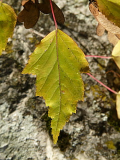 Feuer, Ahornblatt, Clever, gezackt, Feuerahorn, Blatt, kleines Blatt, acer tataricum subsp ginnala, Dreispitz Ahorn, Amur Ahorn, Amurahorn, 3 gelappt, akuminieren, Gelb, Grün, tatar quilt maple, acer tataricum, tatarischer Ahorn, Steppahorn, Ginnala, Ahorn, acer, Soapberry Pflanze, Sapindaceae, Herbst, Veränderung, Tag, Nahansicht, draußen, Pflanzenteil, Fokus auf den Vordergrund, Natur, Pflanze, Wachstum, keine Leute, Schönheit in der Natur, grüne Farbe, Blattvene, Baum, Blätter, Land, Ruhe, Feld, 2K, CC0, gemeinfrei, lizenzfrei