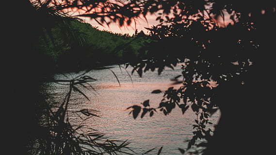 silhuet, plante, hav, træ, legeme, vand, dagtimerne, Skov, solnedgang, himmel, lyserød, sø, korn, gylden time, susnet, natur, tekst, ingen mennesker, afdeling, udendørs, meddelelse, vækst, ro, vestlige script, dag, jord, strand, positive følelser, tæt på, 2K, CC0, offentligt domæne, royaltyfrie