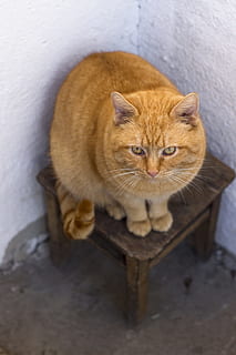 Katze, Rothaarige, Schemel, Winkel, weiße Wand, Haustier, rothaarige Katze, Pelz, Bauch, Hauskatze, Haustiere, Tierthemen, katzenartig, keine Leute, inländisch, Säugetier, Tier, ein Tier, Wirbeltier, High Angle View, Whisker, Sitzung, drinnen, Porträt, Entspannung, Kamera betrachten, suchen, rote Katze, Tierkopf, 2K, CC0, gemeinfrei, lizenzfrei
