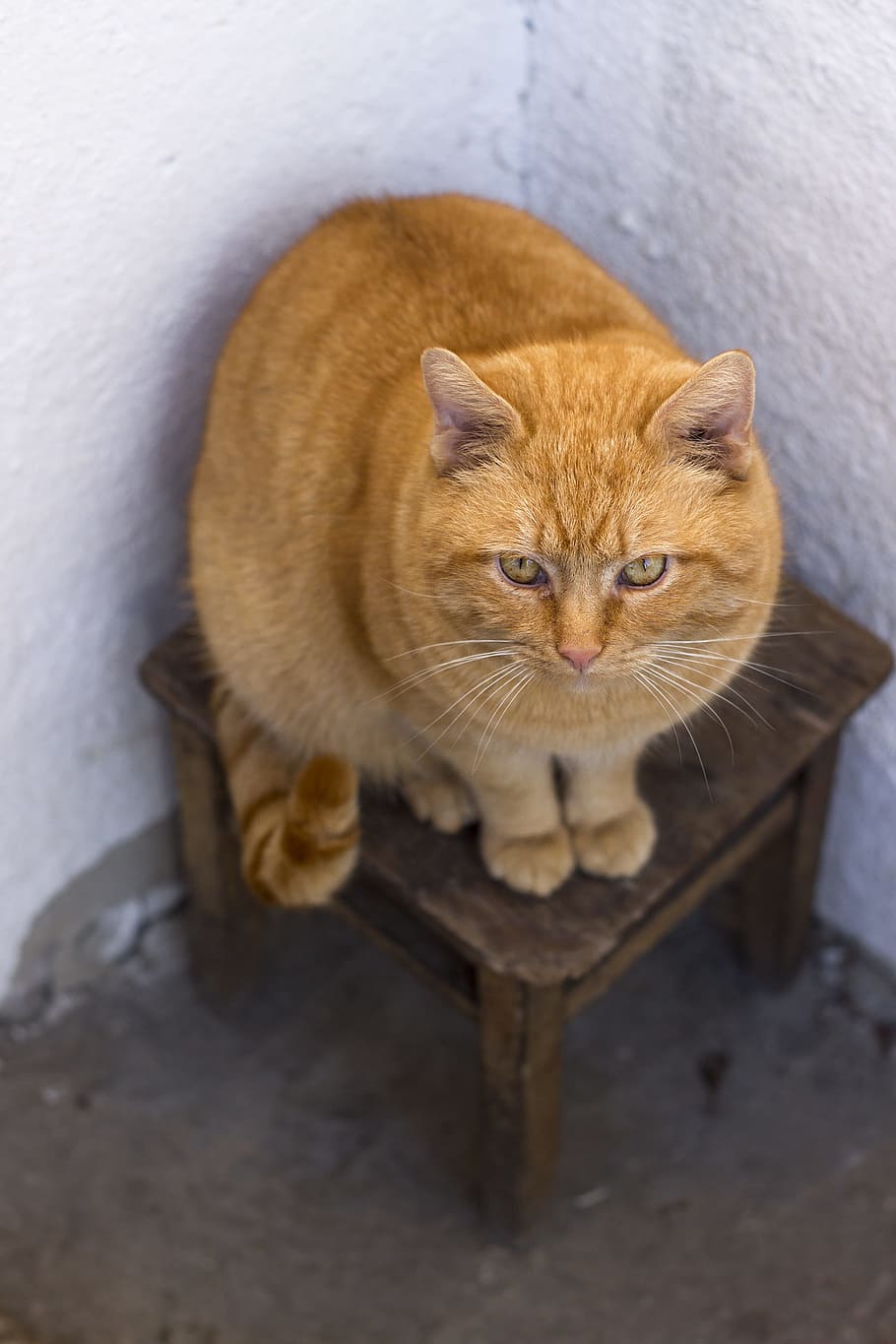 gatto, testa Rossa, sgabello, angolo, muro bianco, animale domestico, gatto dalla testa rossa, pelliccia, stomaco, gatto domestico, animali domestici, temi animali, felino, nessuno, domestico, mammifero, animale, un animale, vertebrato, vista dall'alto, baffo, seduta, in casa, ritratto, rilassamento, guardando la fotocamera, analizzare, cercare, guardare, gatto rosso, testa di animale, 2K