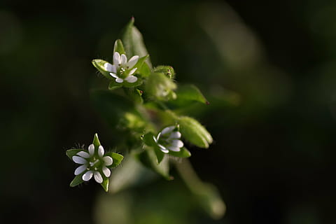 stokrotka, malutki, biały, konik polny, małe kwiaty, łąka, delikatny, płatki, chrupiący, kwiat, Natura, zanik, roślina, roślina kwitnąca, piękno natury, świeżość, zbliżenie, wzrost, część rośliny, żadnych ludzi, liść, zielony kolor, kruchość, skupić się na pierwszym planie, na dworze, wrażliwość, pączek, płatek, kwiatostan, dzień, głowa kwiatu, 4K, CC0, domena publiczna, darmowe zdjęcia