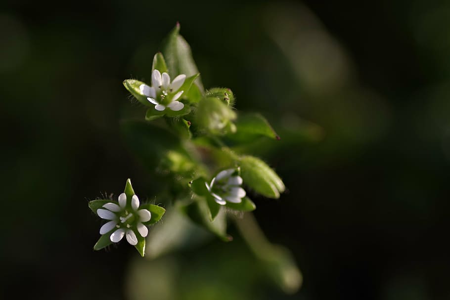margarida, petit, blanc, Llagosta, flors petites, prat, amable, els pètals, cruixent, flor, naturalesa, desaparèixer, planta, planta amb flors, bellesa a la natura, frescor, primer pla, creixement, part de la planta, cap gent, full, color verd, fragilitat, centrar-se en primer pla, a l'aire lliure, vulnerabilitat, brot, pètal, inflorescència, dia, cap de flor, 4K