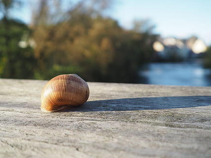 Caracol, Concha, Casca de caracol, conchas de caracóis, perto, espiral, moluscos, natureza, répteis, habitação, Schalenweichtiere, caracol marrom, caracol terrestre, caracol de jardim, concha animal, animais selvagens, molusco, animal, dia, foco seletivo, fechar-se, gastrópode, invertebrado, um animal, ninguém, temas animais, animais em estado selvagem, focar em primeiro plano, ao ar livre, luz solar, agua, 4K, CC0, domínio público, royalty free