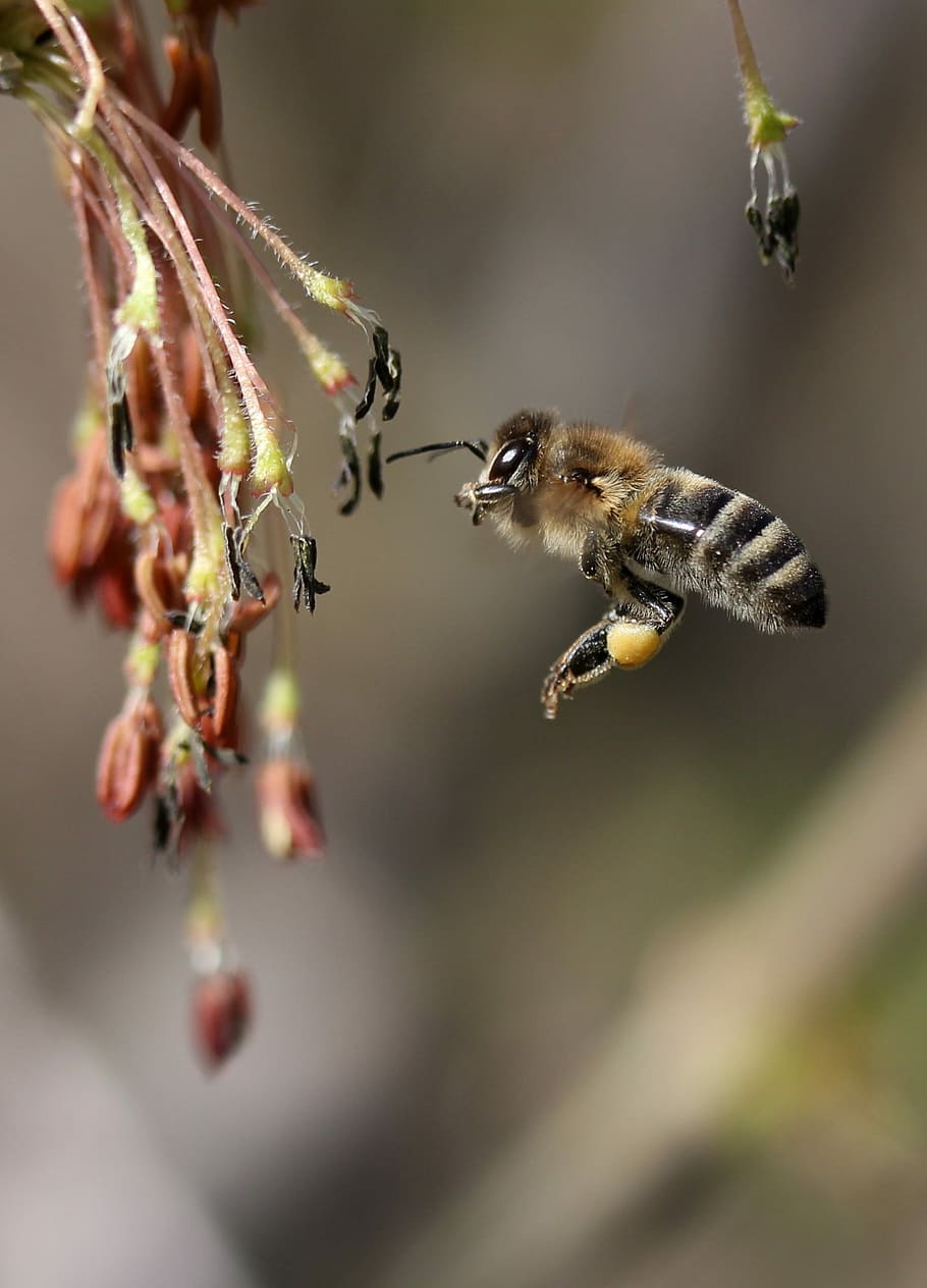 Biene, Flug, Bestäubung, Insekten, Natur, Frühling, Tierthemen, Tier, Insekt, Tierwelt, Tiere in freier Wildbahn, wirbellos, Blume, selektiver Fokus, Pflanze, Nahansicht, Schönheit in der Natur, ein Tier, blühende Pflanze, Wachstum, fliegend, Zerbrechlichkeit, summend, keine Leute, Blütenkopf, 1080P