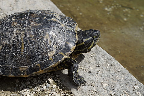 vandskildpadde, dase, panzer, skildpadde, skildpadde skal, tegning, vand, Dam, dyr, sø, krybdyr, hvile, ansigt, portræt, Zoo, væsen, gråand, ved dammen, på kysten, pansrede, på vandet, et dyr, dyr i naturen, dyreliv, dyre temaer, hvirveldyr, skal, dyreskal, ingen mennesker, dag, tæt på, natur, fokus på forgrunden, sollys, udendørs, høj vinkel visning, jord, marine, 5K, CC0, offentligt domæne, royaltyfrie