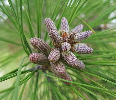 jarum, kerucut pinus, jarum pinus, pinus, termasuk jenis pohon jarum, pohon cemara, hijau abadi, flora, pertumbuhan, alam, bunga, menanam, hari, merapatkan, warna hijau, keindahan di alam, tidak ada orang, fokus pada latar depan, kesegaran, ketenangan, di luar rumah, kerapuhan, daun, botani, kerentanan, tanaman berbunga, pohon, bagian tanaman, pohon jenis konifera, pohon pinus, 2K, CC0, domain publik, bebas royalti