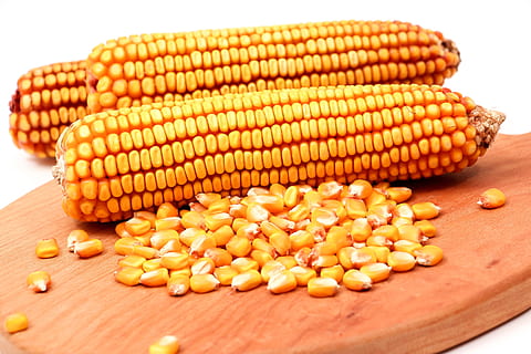tre, giallo, calli, superiore, di legno, tavolo, pannocchie, cibo, verdura, Mais, natura, agricoltura, ingrediente, grano, cultura, nutrizione, azienda agricola, vegetariano, d'oro, cibo e bevande, benessere, mangiare sano, freschezza, avvicinamento, in casa, mais dolce, girato in studio, cibo crudo, colore arancione, nessuno, natura morta, pannocchia, seme, grande gruppo di oggetti, cibo vegetariano, 2K, CC0, dominio pubblico, privo di copyright