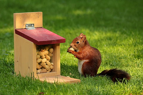 cerrar, foto, rojo, ardilla, comiendo, nueces, animal, sciurus, pájaro, comida, miseria, hierba, nadie, temas de animales, al aire libre, color verde, un animal, día, mamífero, fauna animal, roedor, naturaleza, planta, tierra, campo, comida y bebida, marrón, animales en la naturaleza, linda, 2K, CC0, dominio público, libre de derechos