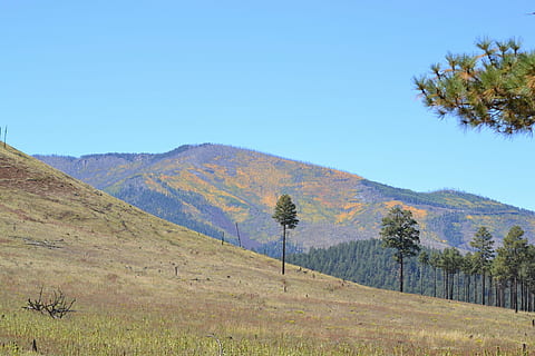 zdjęcie w tle, spadek, Góra, roślina, drzewo, niebo, krajobraz, spokojna scena, spokój, scenics - natura, środowisko, piękno natury, wylądować, Natura, scena pozamiejska, żadnych ludzi, dzień, niebieski, czyste Niebo, zdalny, kopia przestrzeń, na dworze, pasmo górskie, 1080P, CC0, domena publiczna, darmowe zdjęcia