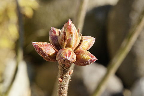 knop, scion, motor, forår, natur, opvågnen, plante, vækst, lev nye, frisch, dyrke, afdeling, tæt, spire, frisk drev, ung, tæt på, sårbarhed, blomst, blomstrende plante, skrøbelighed, skønhed i naturen, fokus på forgrunden, friskhed, dag, ingen mennesker, udendørs, plantestamme, kronblad, blomsterstand, selektiv fokusering, blomsterhoved, bægerblad, visnet plante, 5K, CC0, offentligt domæne, royaltyfrie