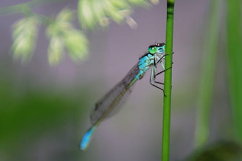 libèl·lula, insecte, macro, tancar, libèl·lula blava, naturalesa, llum, animal, primer pla, vida salvatge, estiu, senyoreta, ala dels animals, a l'aire lliure, color verd, invertebrat, temes d'animals, fauna animal, animals a la natura, un animal, cap gent, planta, centrar-se en primer pla, dia, part del cos dels animals, enfocament selectiu, 1080P, CC0, domini públic, lliure de regalies