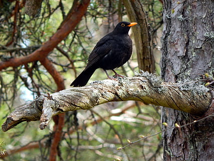 espoo, bosc, ocell, fauna animal, arbre, animals a la natura, temes d'animals, animal, un animal, vertebrats, posat, planta, branca, cap gent, naturalesa, dia, a l'aire lliure, centrar-se en primer pla, merla, color negre, longitud completa, vista d’angle baix, 4K, CC0, domini públic, lliure de regalies